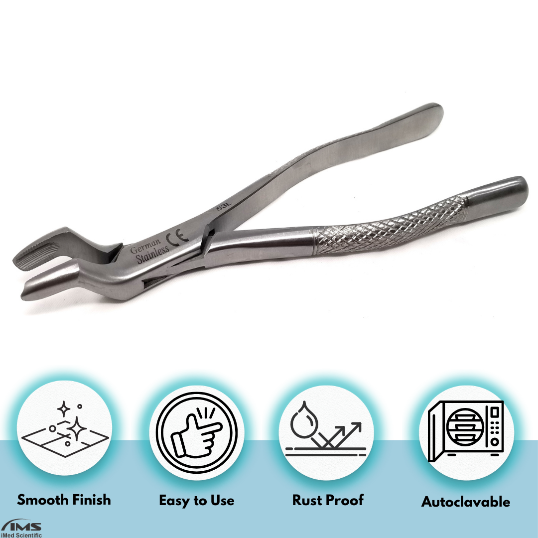 Dental Extracting Forceps #53R with Serrated Beaks Stainless Steel Instrument
