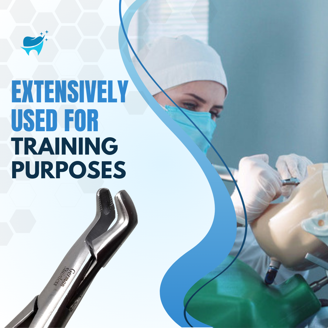 Dental Extracting Forceps #222 with Serrated Angled Beaks Stainless Steel Instrument
