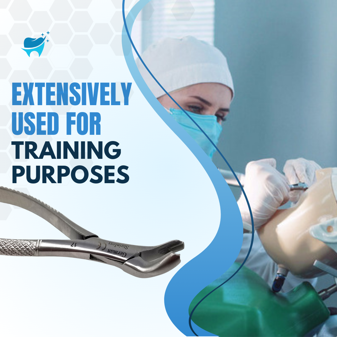 Dental Extracting Forceps #17 with Serrated Beaks Stainless Steel Instrument