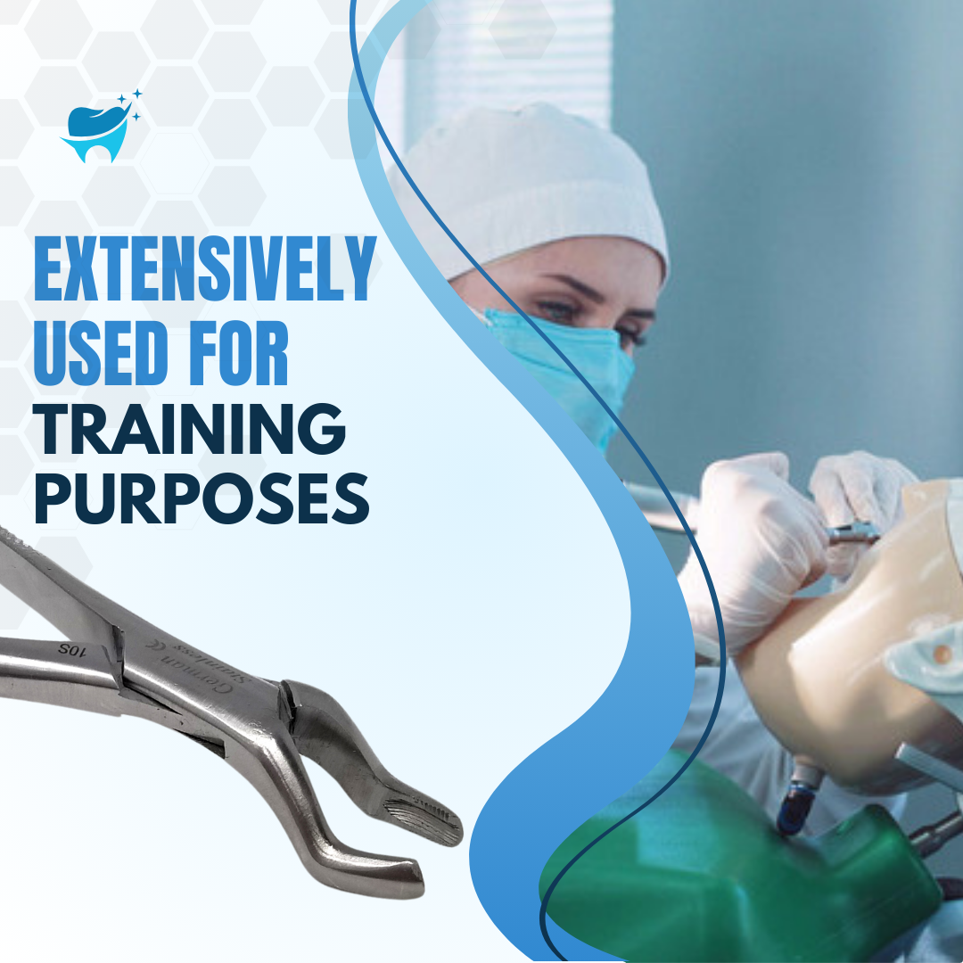 Dental Extracting Forceps #10S with Serrated Offset Beaks Stainless Steel Instrument