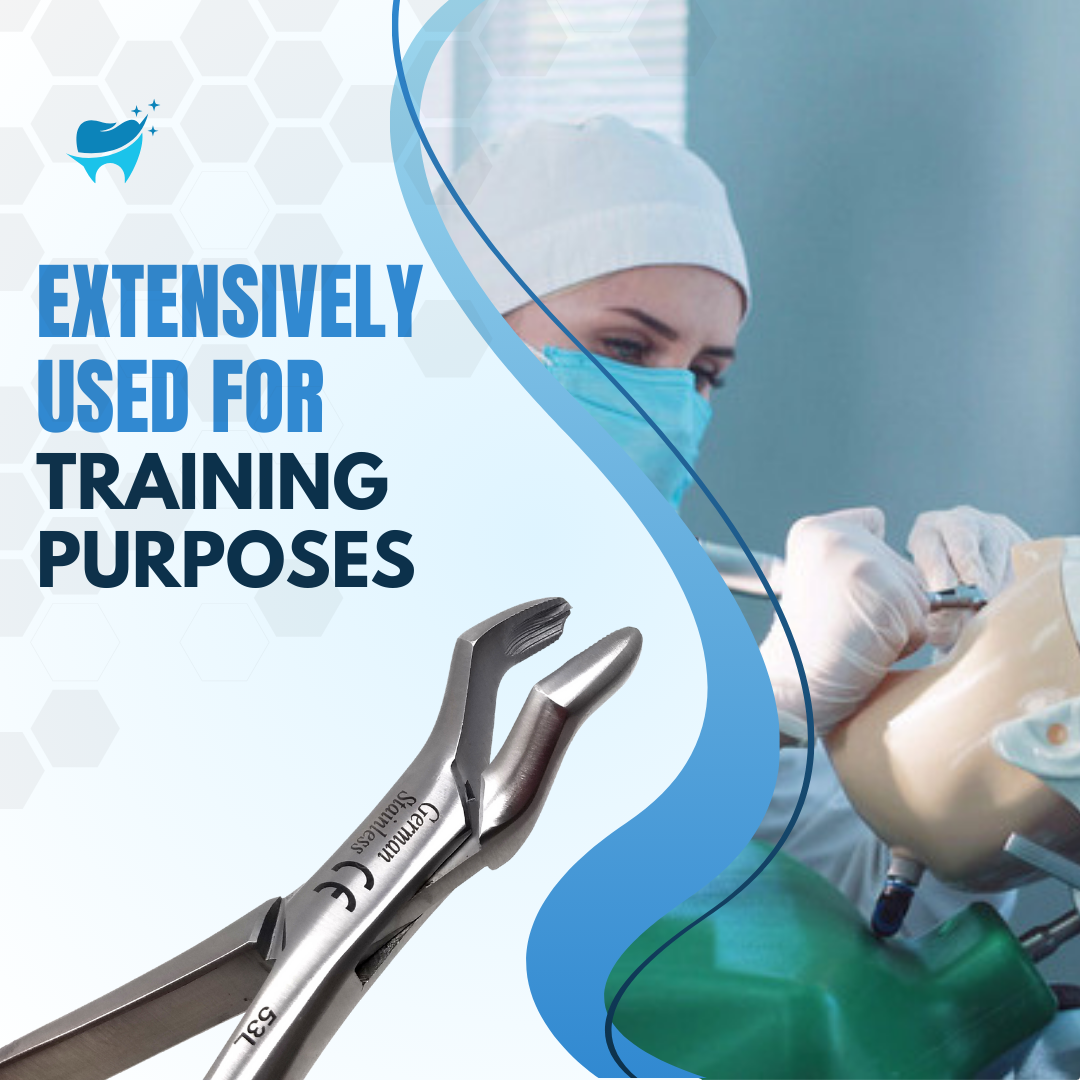 Dental Extracting Forceps #53L with Serrated Beaks Stainless Steel Instrument