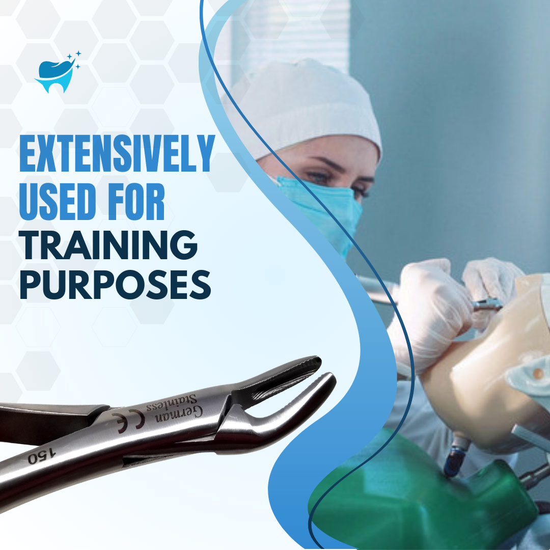 Dental Extracting Forceps #150 with Serrated Beaks Stainless Steel Instrument