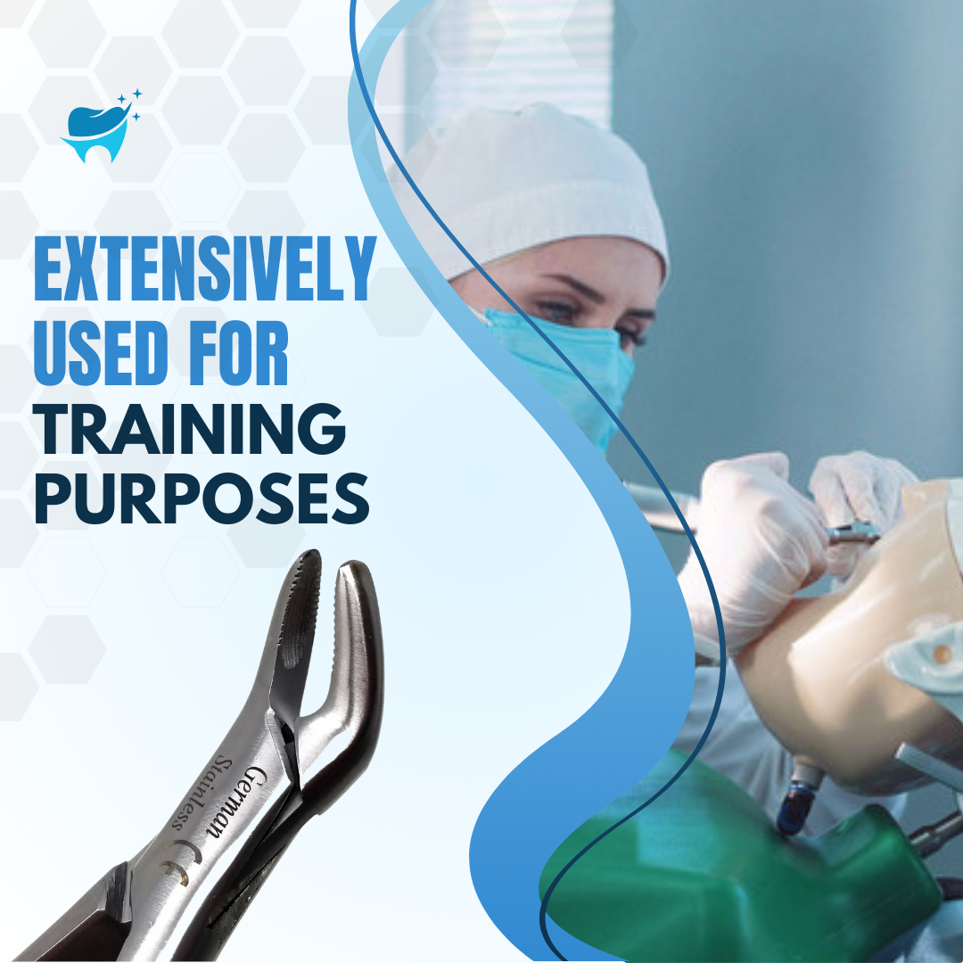 Dental Extracting Forceps #151 with Serrated Beaks Stainless Steel Instrument