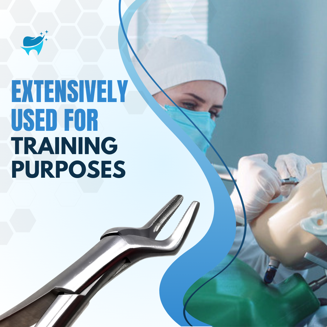 Dental Extracting Forceps #32 with Serrated Offset Beaks Stainless Steel Instrument