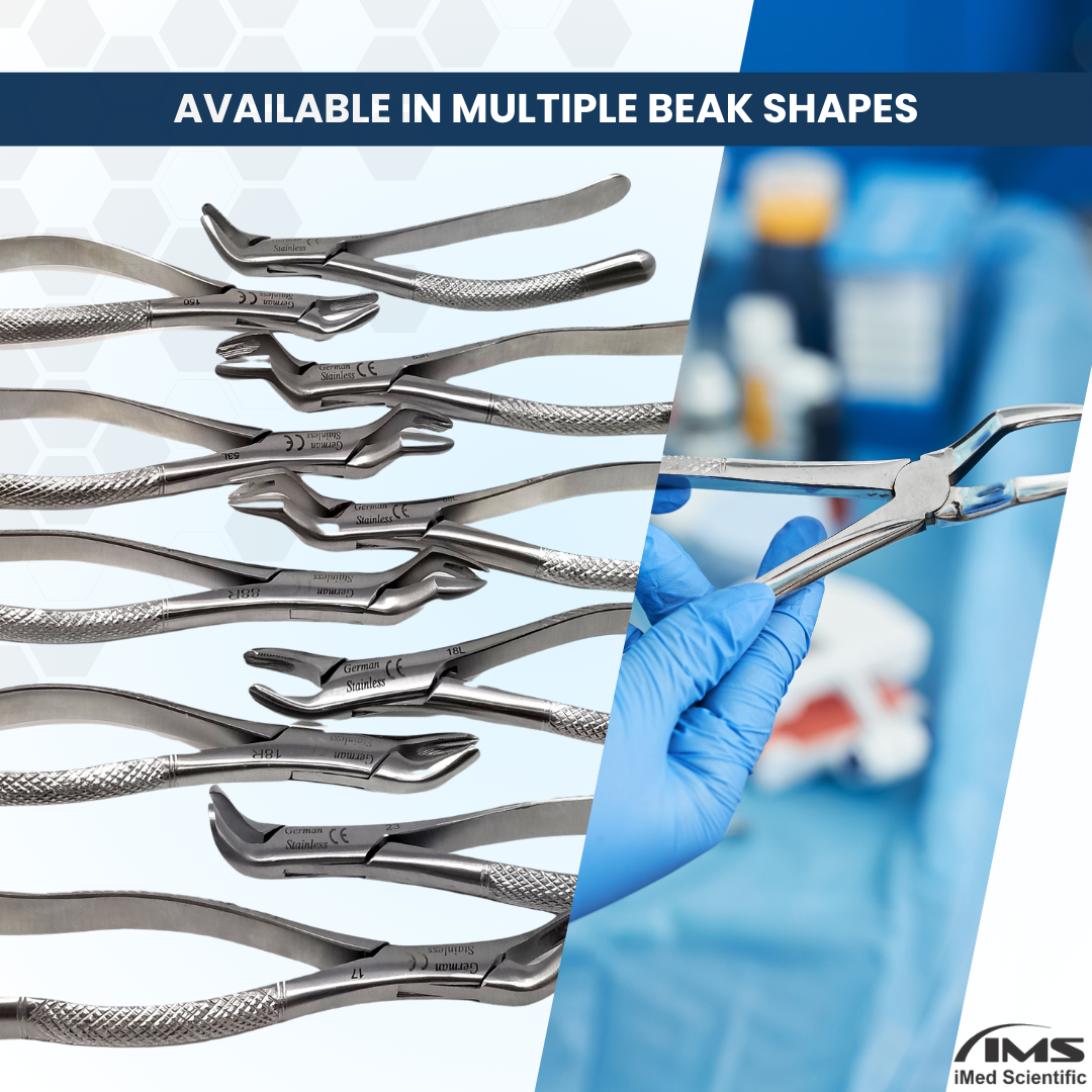Dental Extracting Forceps #18L with Serrated Beaks Stainless Steel Instrument