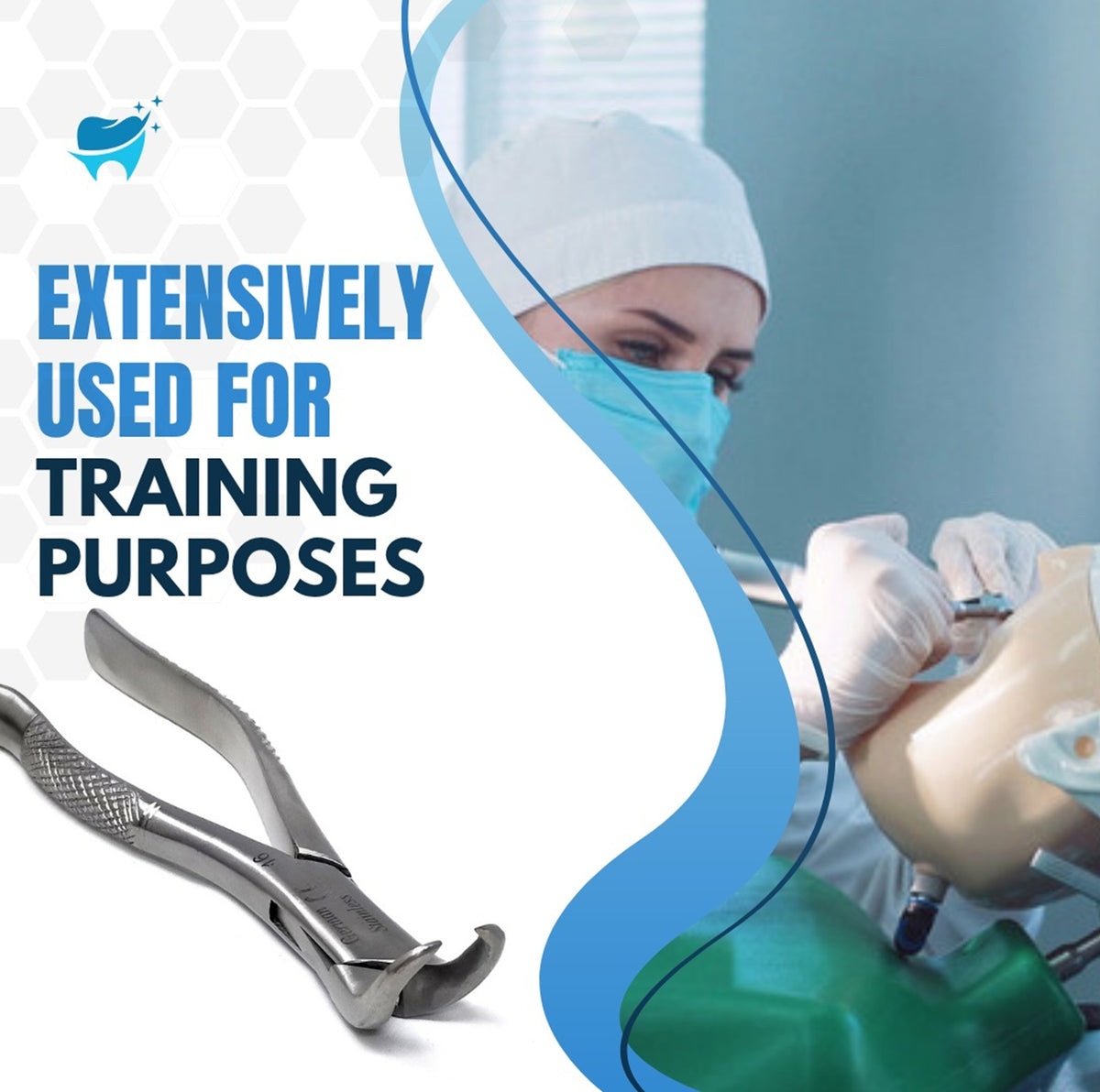 Dental Extracting Forceps #16 with Cow Horn Beaks, Stainless Steel